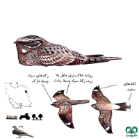 گونه شبگرد هندی Indian Nightjar